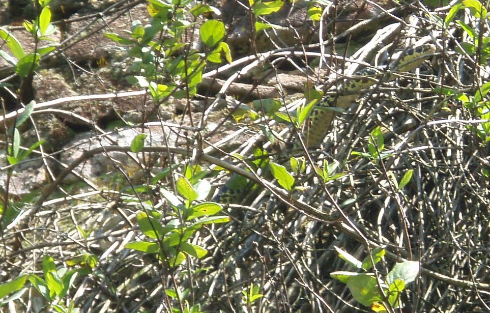 Alcune foto di biacchi in natura